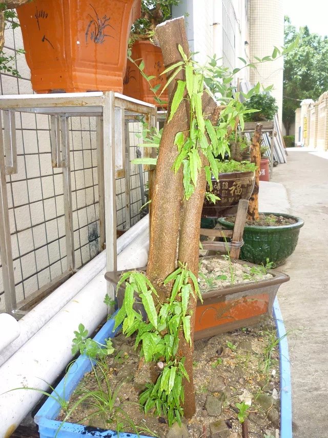 psb (3).jpg
