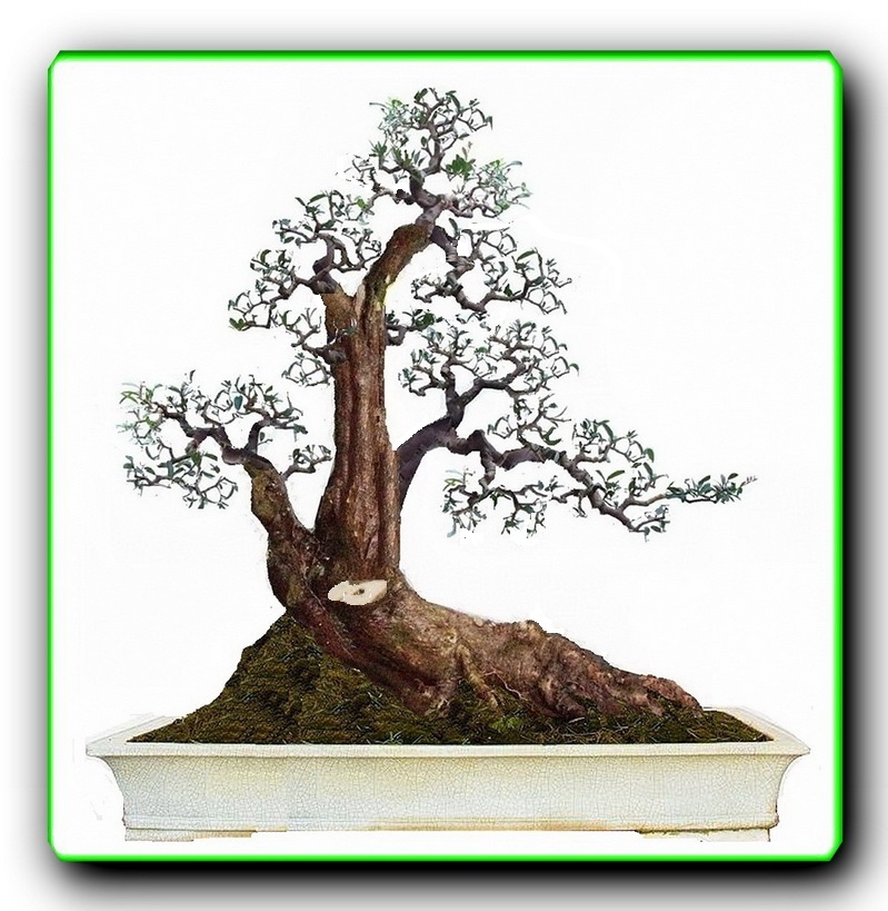 205845fpivv2hlrij10yap_jpg_thumb - .jpg