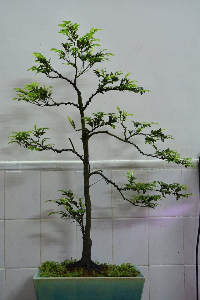 psb (11).jpg
