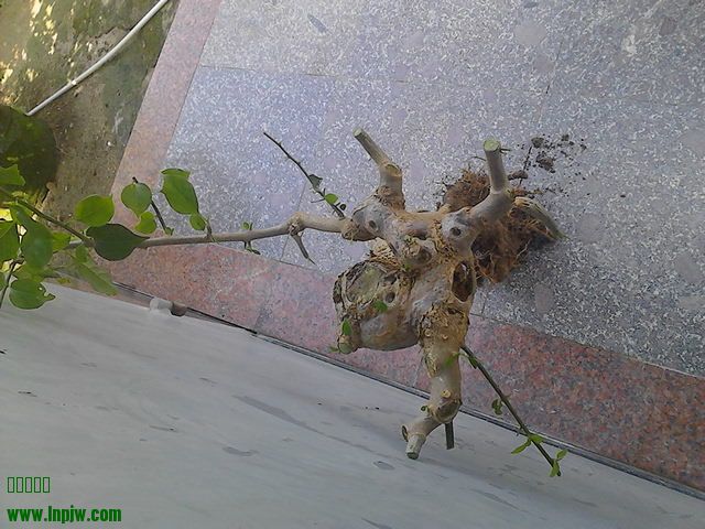 IMG_20140705_100717.jpg