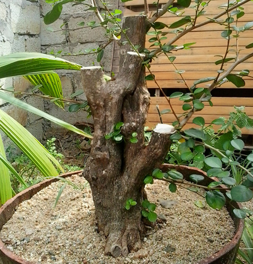 20140622_154814_.jpg
