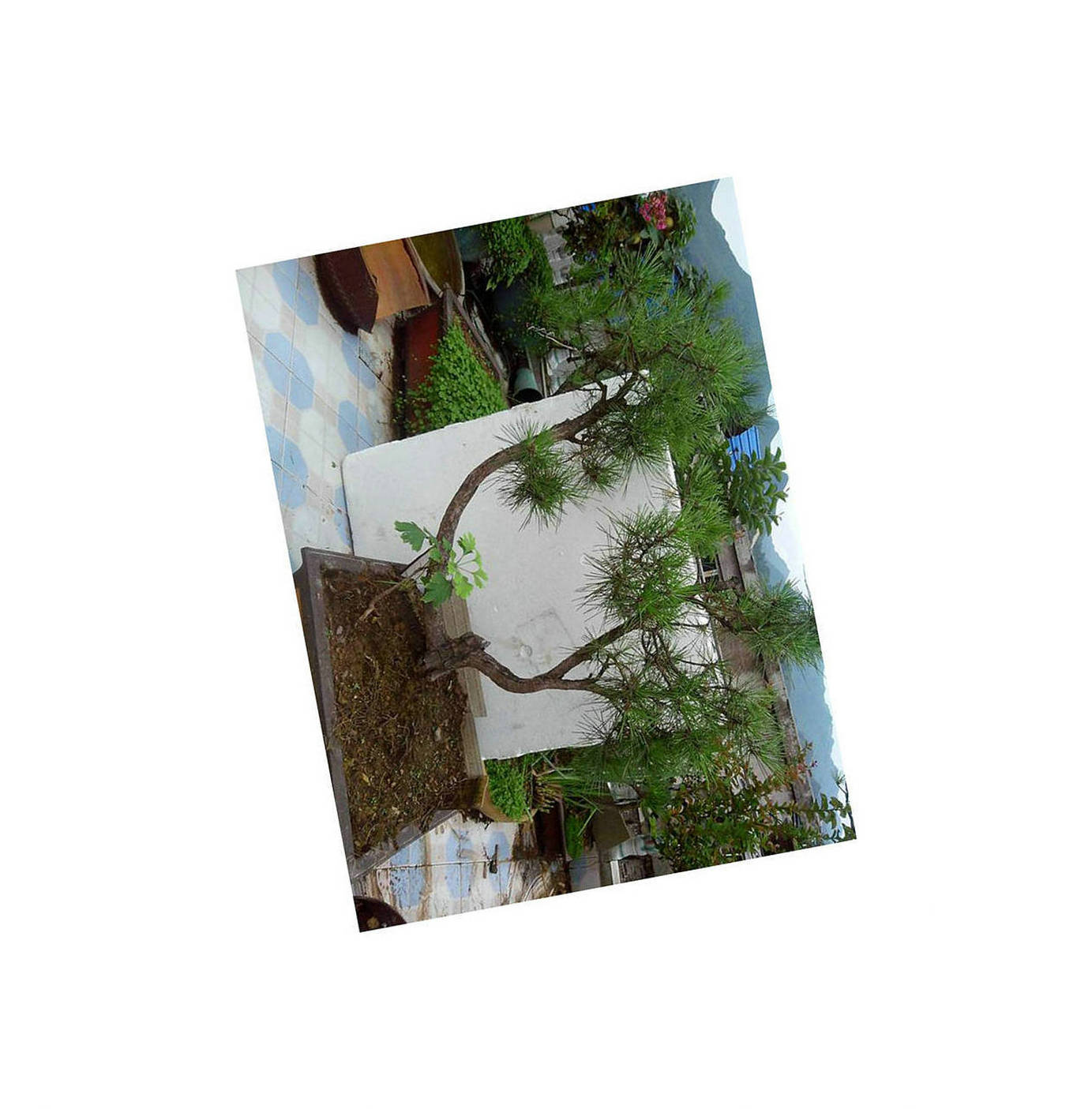 124006vcf30ztco4nt3vyw_jpg_thumb.jpg