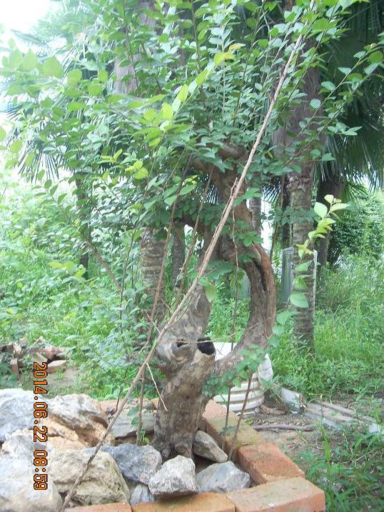 Ƭ 004.jpg