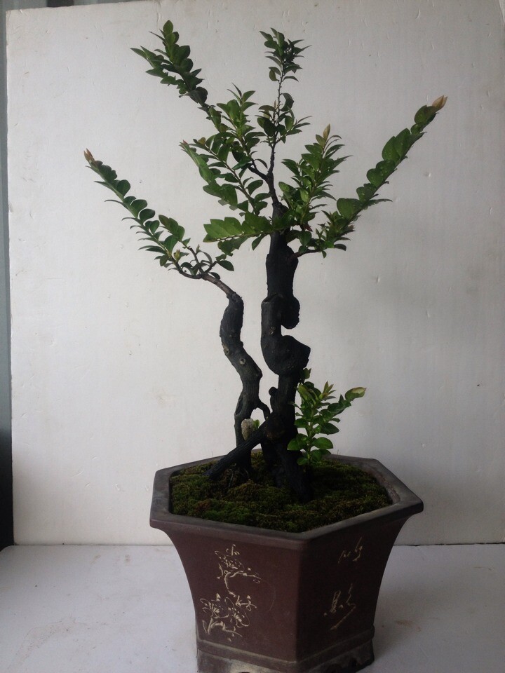 QQͼƬ20140716220725.jpg