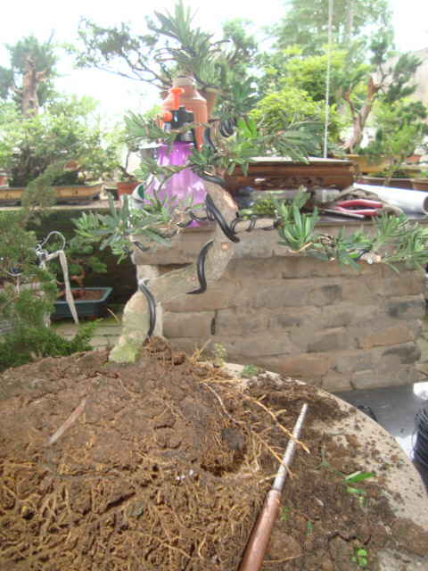 DSC00443_ͼ.jpg