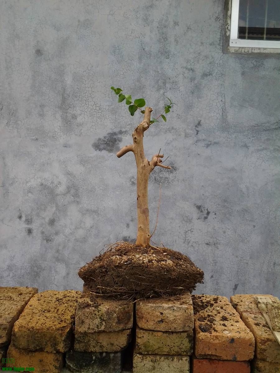 2014-07-20 10.36.33.jpg