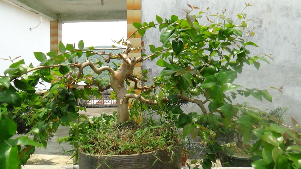 DSC00725_.jpg