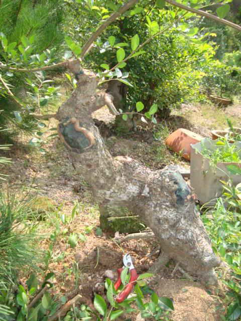 DSC00608_ͼ.jpg