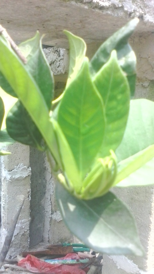 IMG_20140731_125913.jpg
