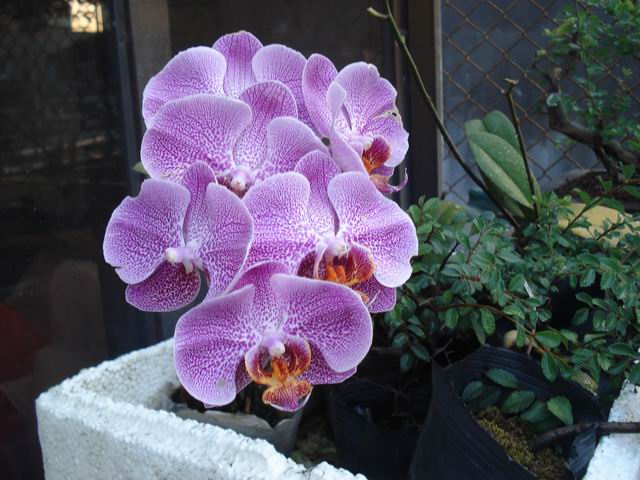 DSC00004.JPG