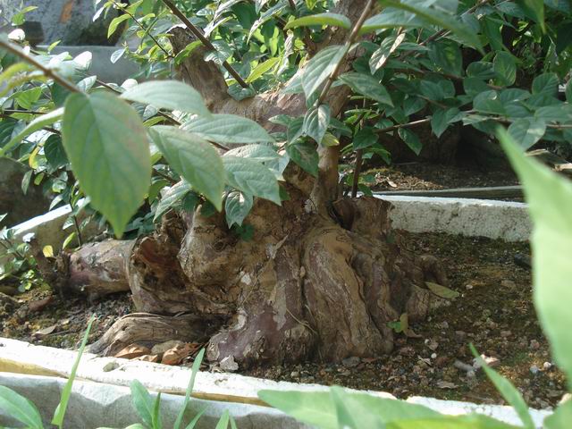 DSC00016.JPG