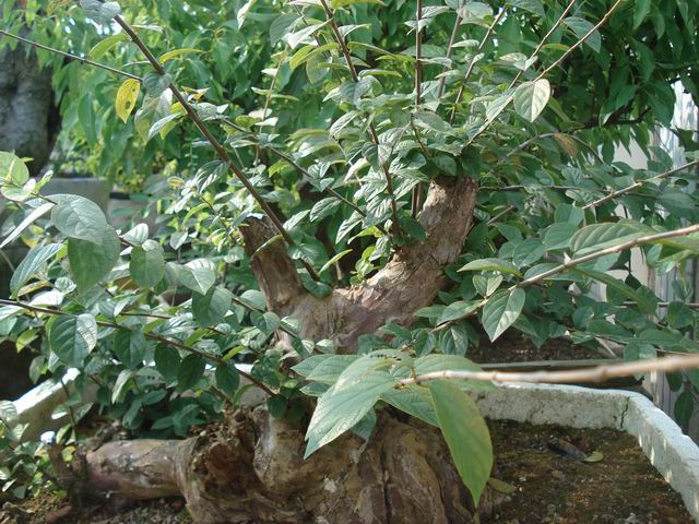 DSC00018.JPG