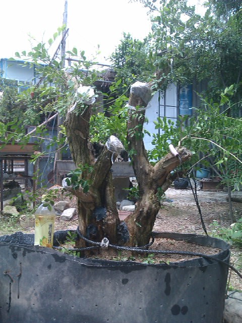 IMAG0022.jpg