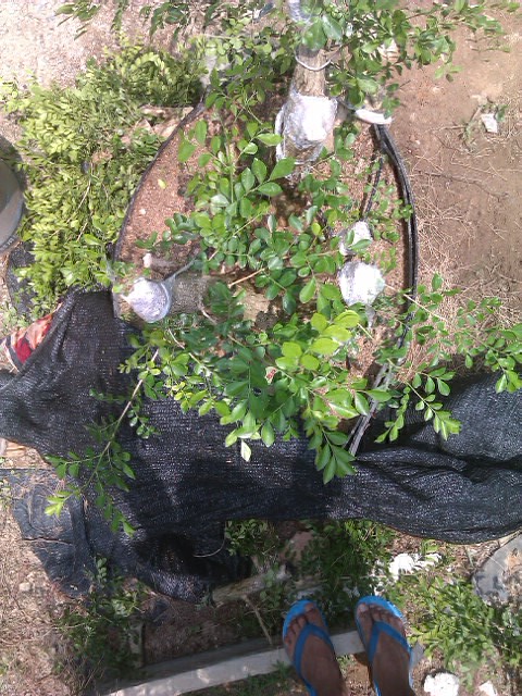 IMAG0024.jpg