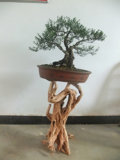 DSCF9774_ת.JPG
