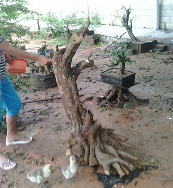 20140729_183215_.jpg