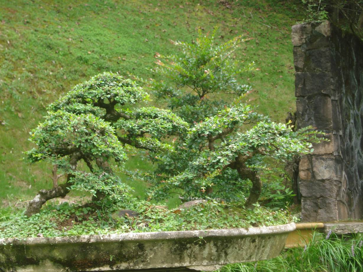 С DSC03780.JPG