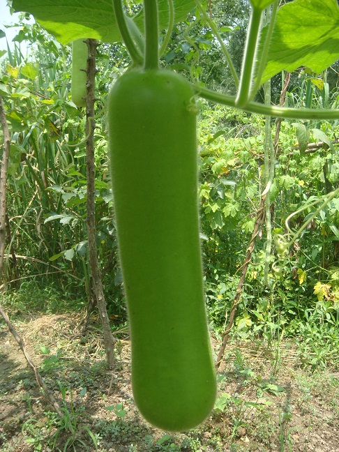 36.jpg