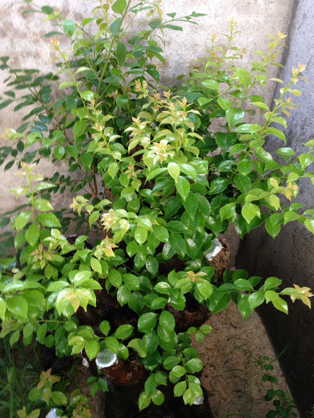 IMG_0050.JPG