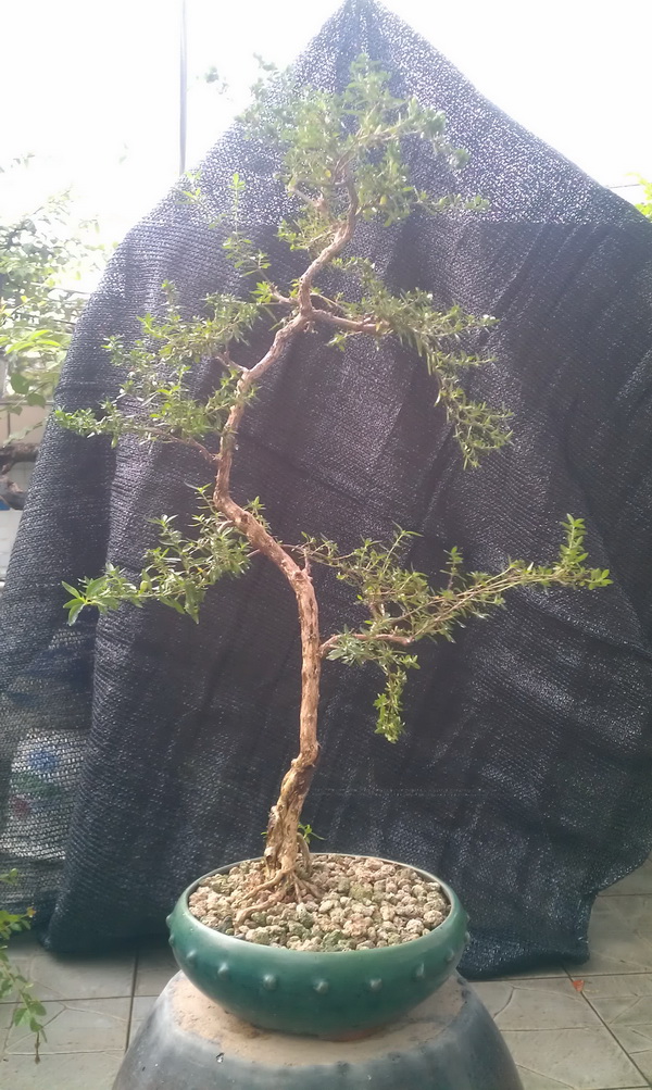 IMAG0147.jpg
