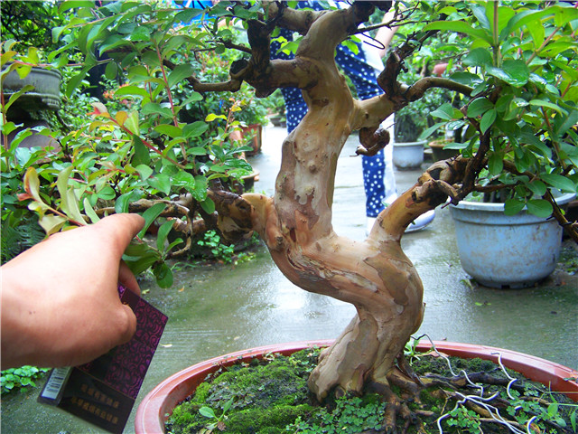 100_5009.JPG