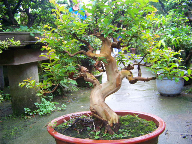 100_5010.JPG