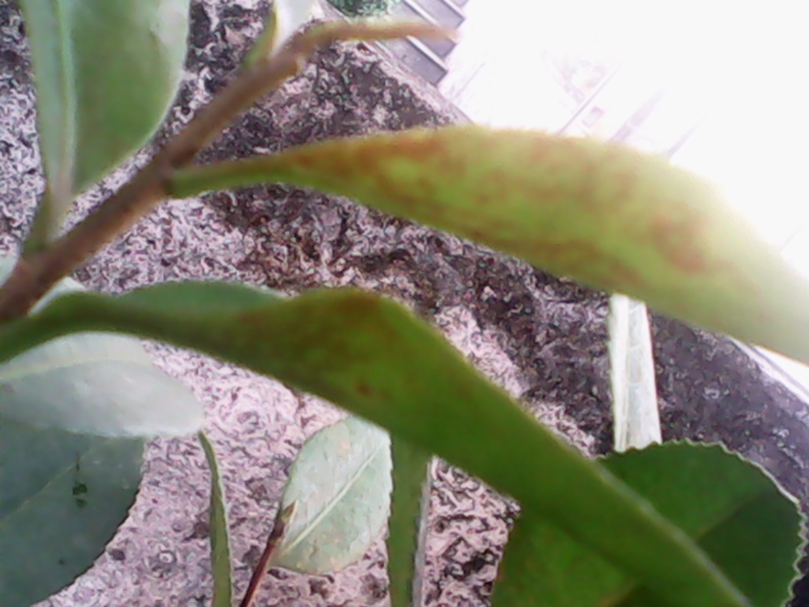 IMG_20140819_075001.jpg