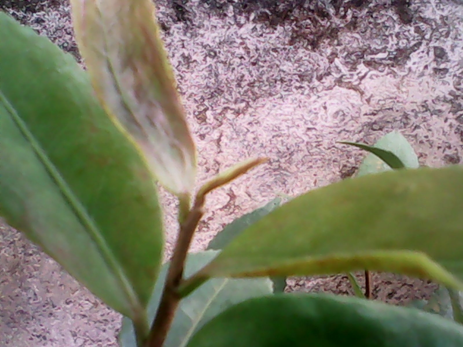 IMG_20140819_075007.jpg