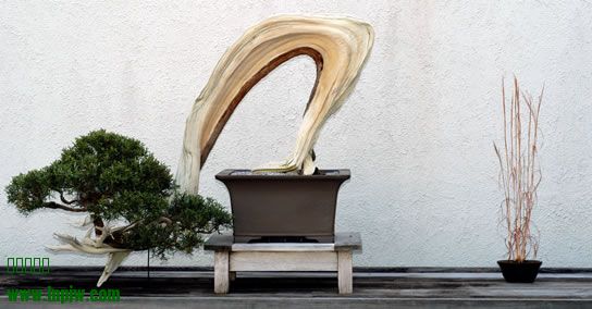 221_Juniperus_fs.jpg
