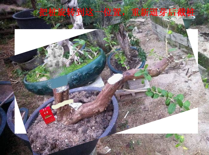 wood030 1.jpg