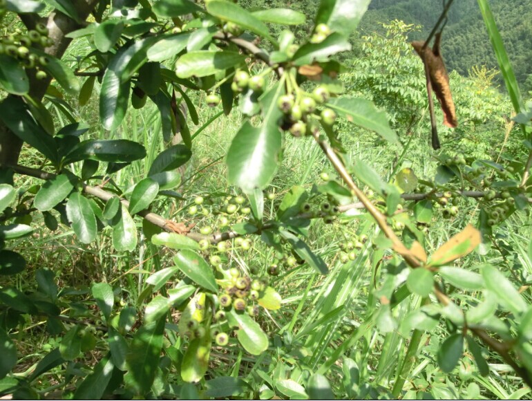 p9.jpg
