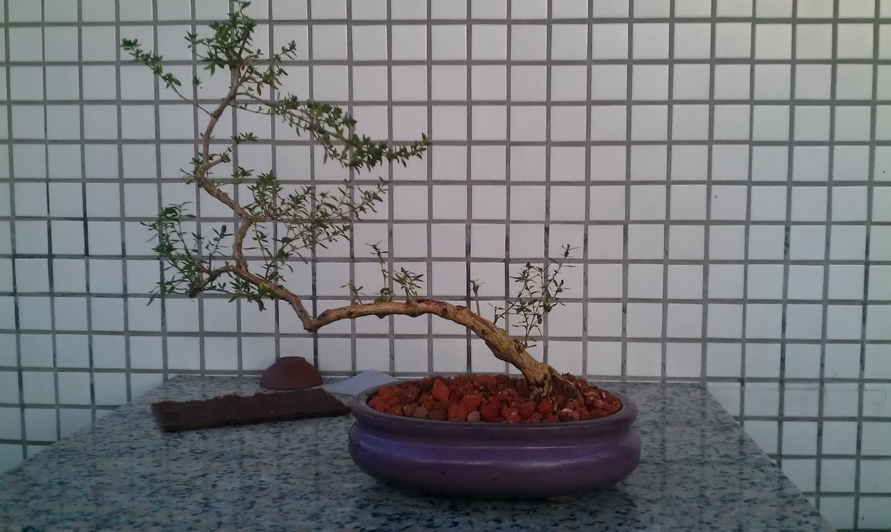 IMAG0169.jpg