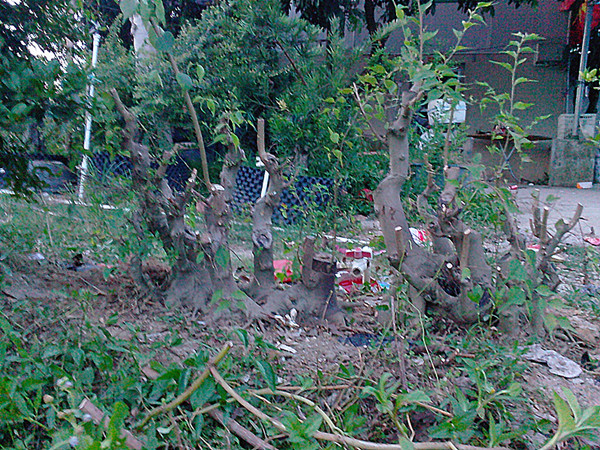 IMG20140828003_.jpg