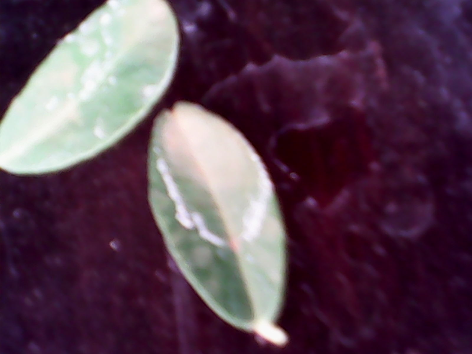 IMG_20140830_175201.jpg
