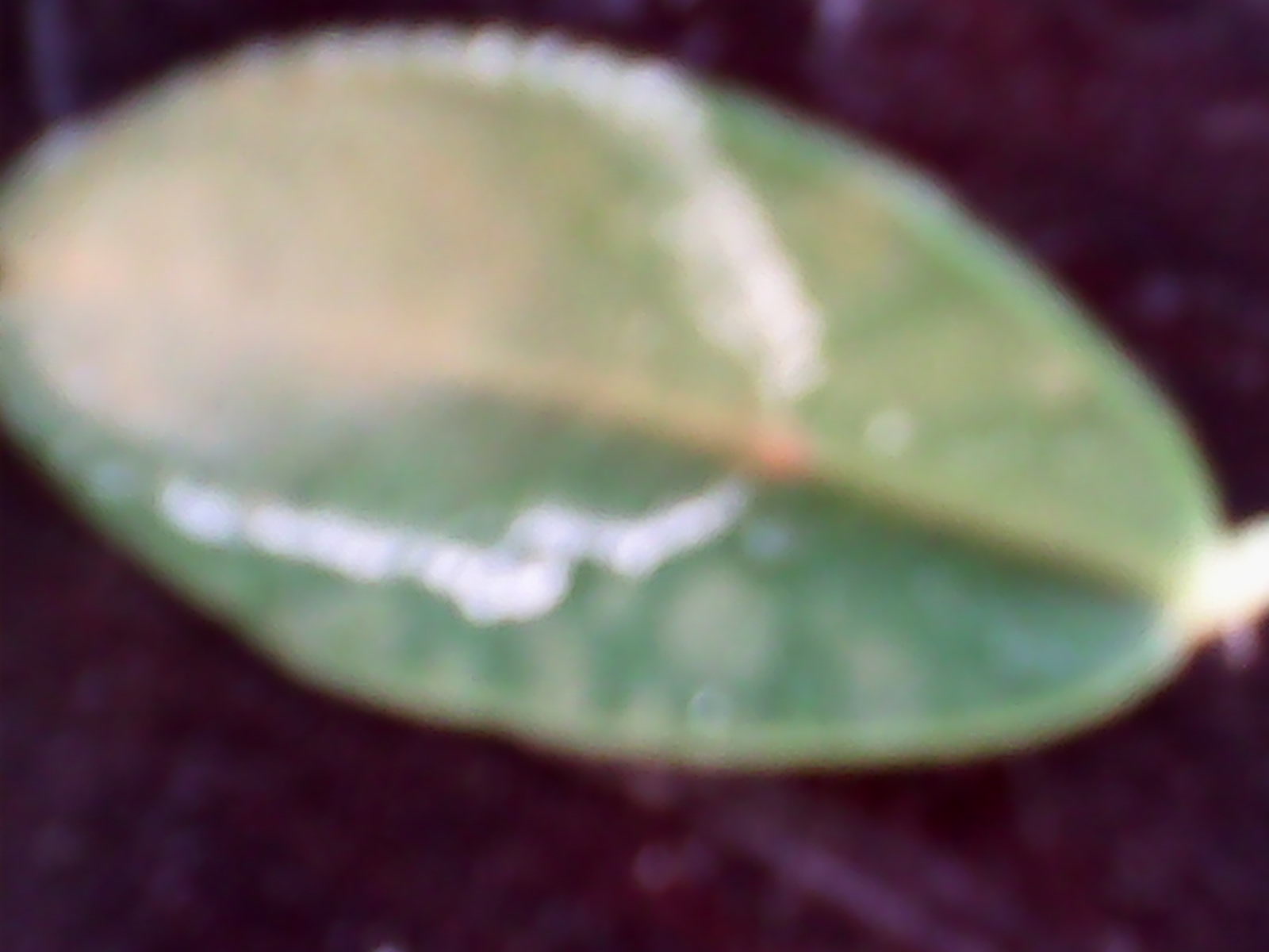 IMG_20140830_175209.jpg