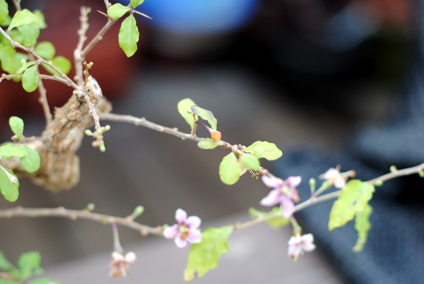 DSC_1562.JPG