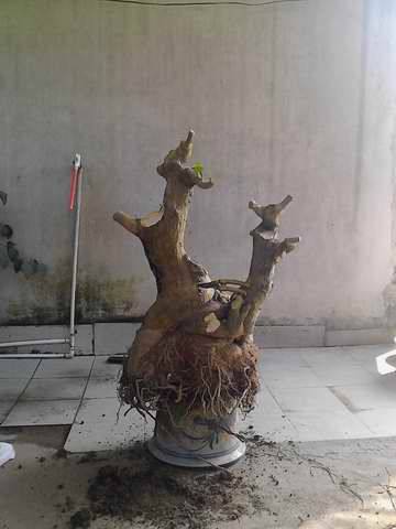 150253klqohd8tjtjysk8s_jpg_thumb.jpg