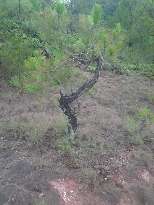 20140622_112803.jpg