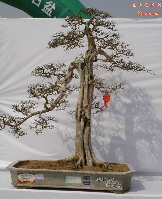 岭南盆景精品