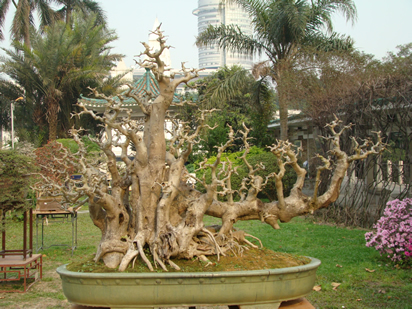 岭南盆景精品