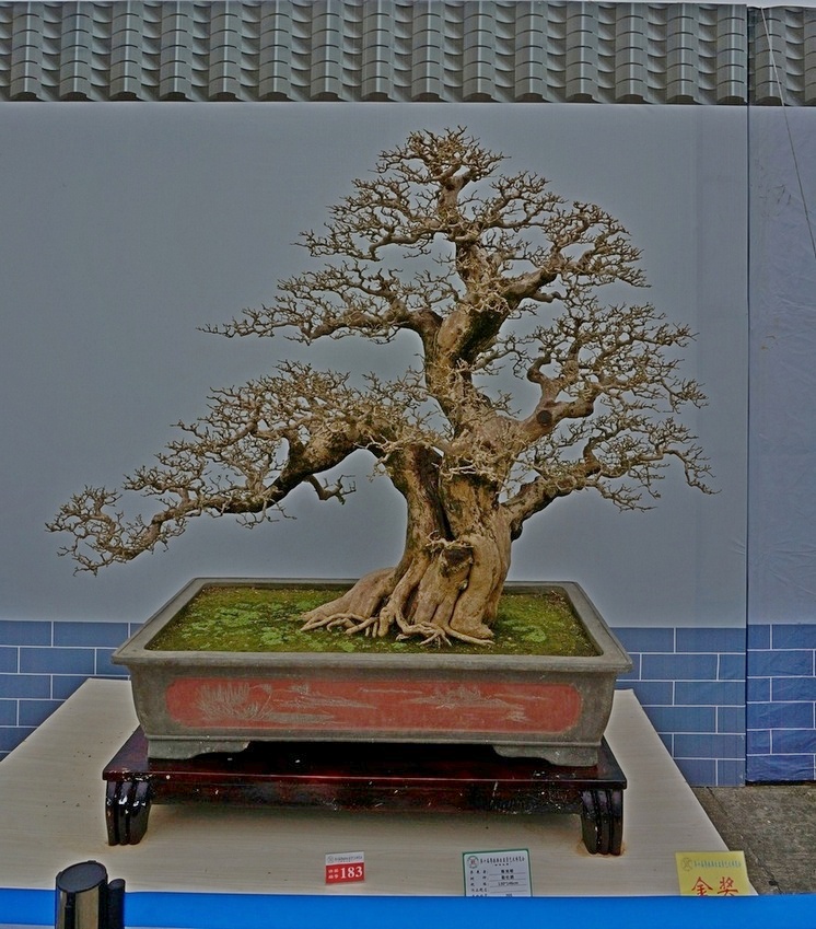 DSC0395601_cr.jpg
