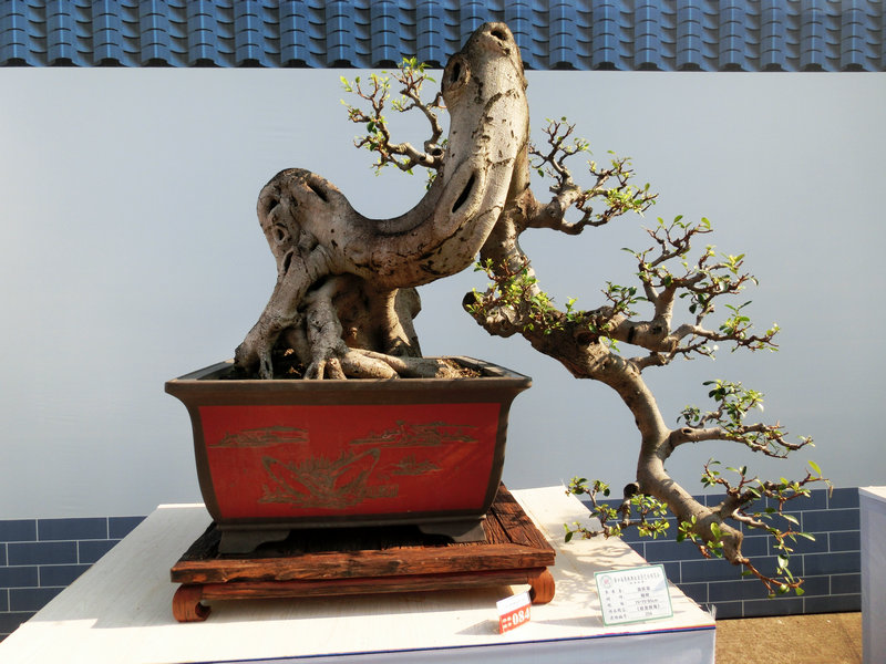 96.JPG