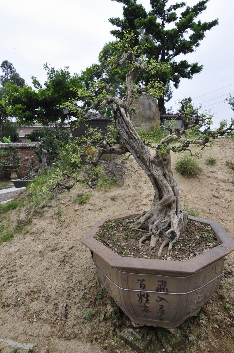 С ת _DSC0581 - .JPG