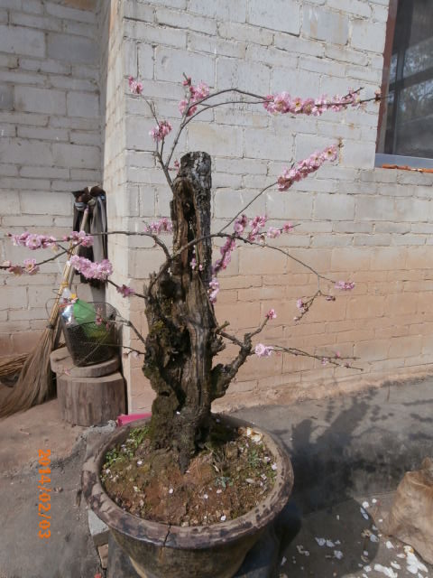P2030441.JPG