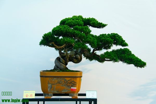 _MG_7042.JPG