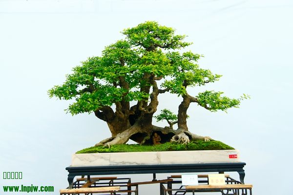 _MG_7048.JPG