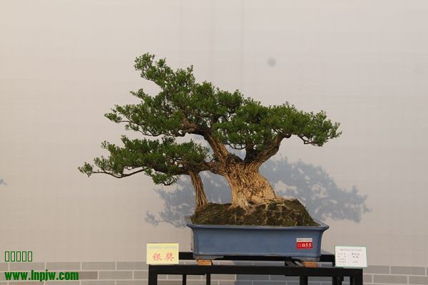 IMG_6977.JPG