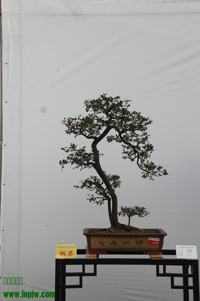 IMG_7053.JPG