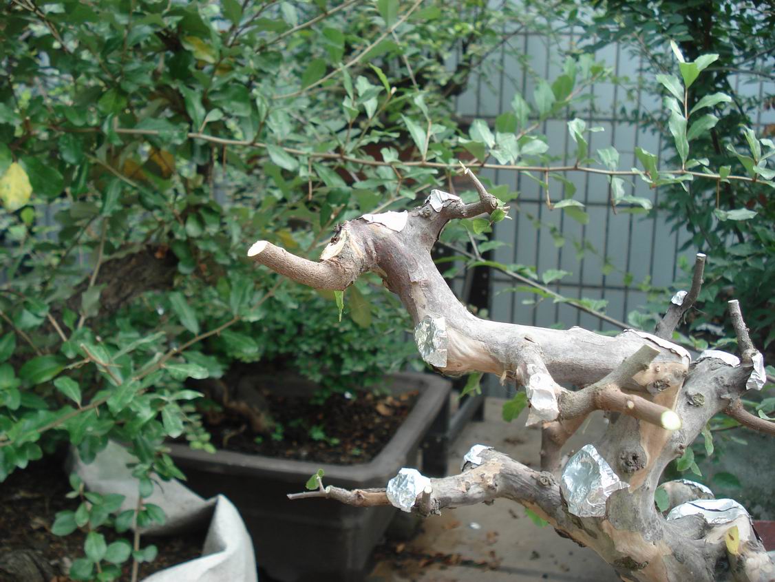 С DSC00041.JPG