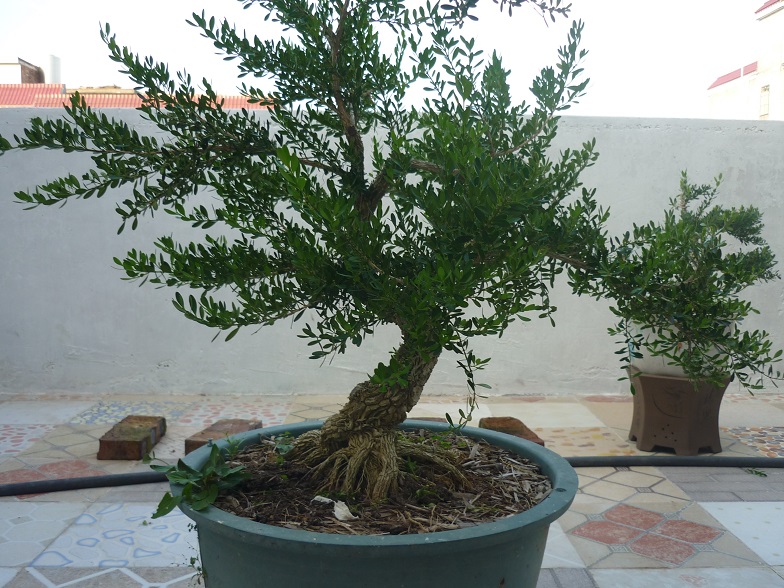 P1020527.JPG
